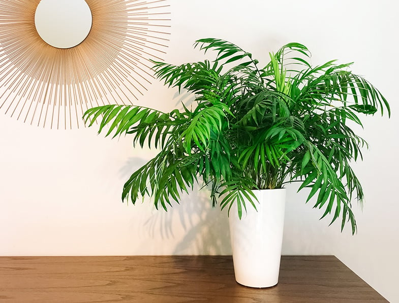 Parlor Palm Guide: How to Grow & Care for "Chamaedorea ...