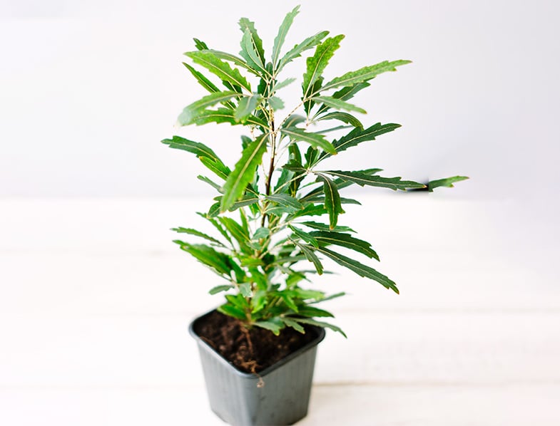 Schefflera Elegantissima