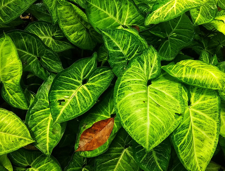 Syngonium podophyllum