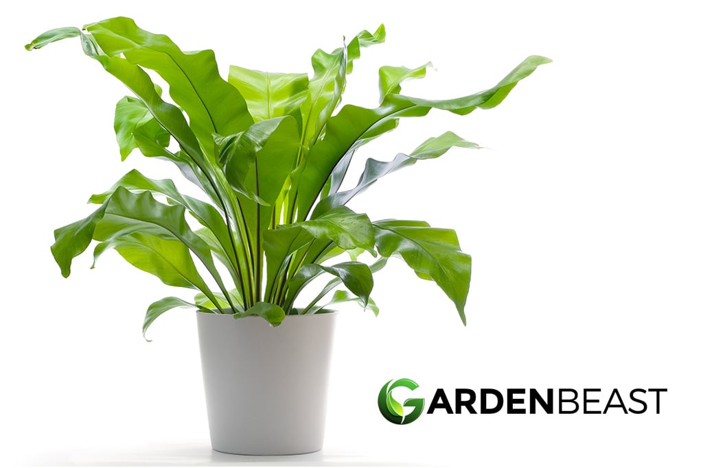 Birds Nest Fern Guide How To Grow And Care For “asplenium Nidus” 