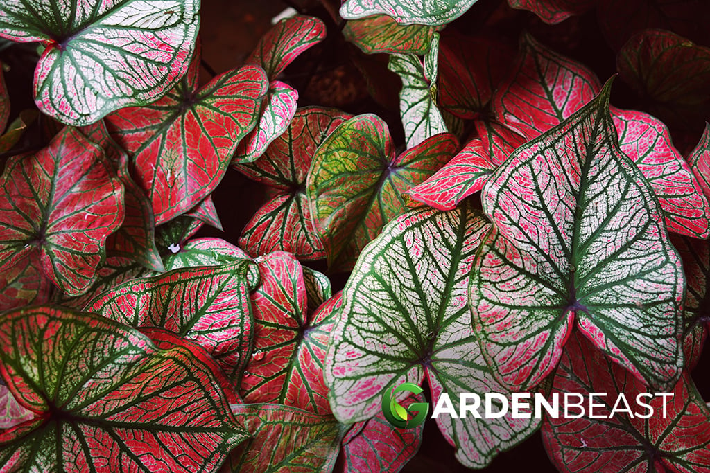 Caladium Plant