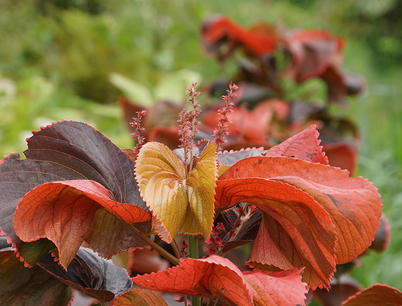 14+ Copper Leaf Plants