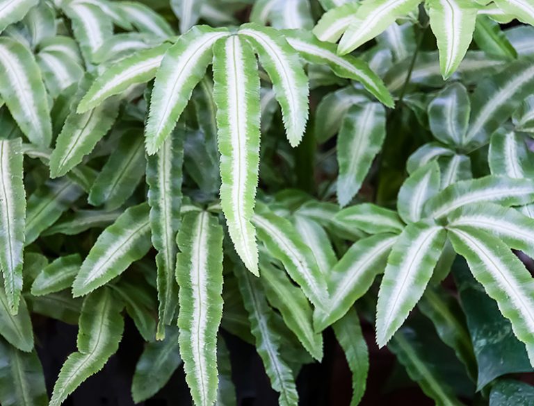 Brake Fern Guide How to Grow & Care for "Pteris Cretica"