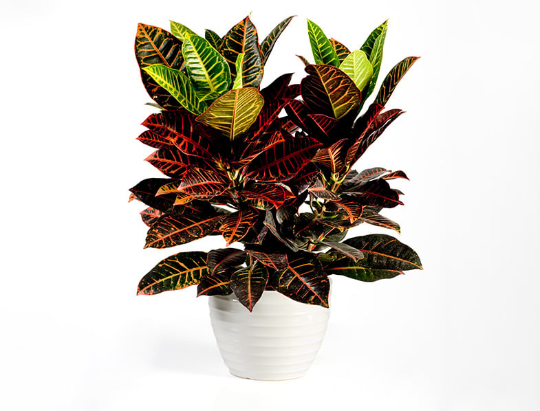 Croton Plant