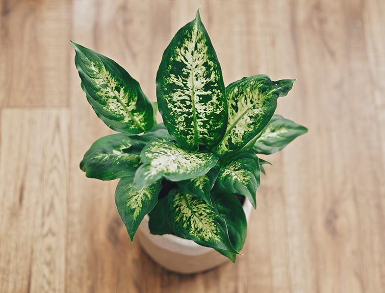 Dieffenbachia a.k.a Dumb Cane