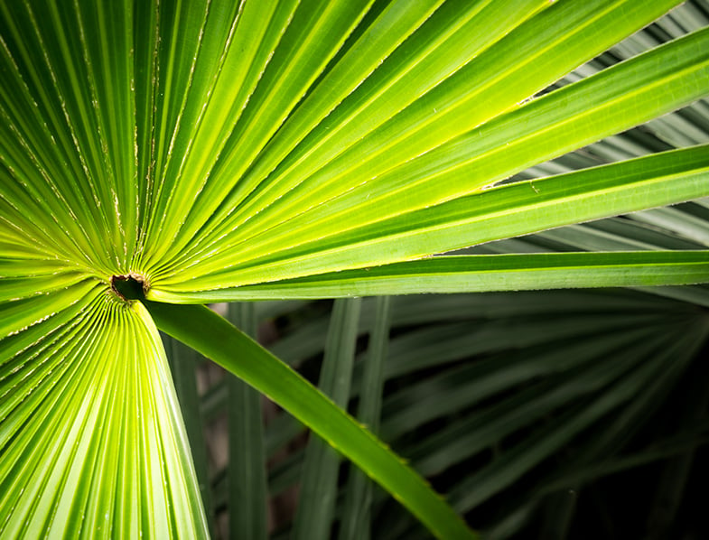 chinese fan palm plant