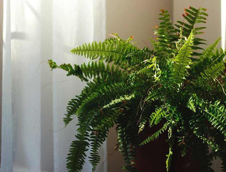 Maidenhair Fern