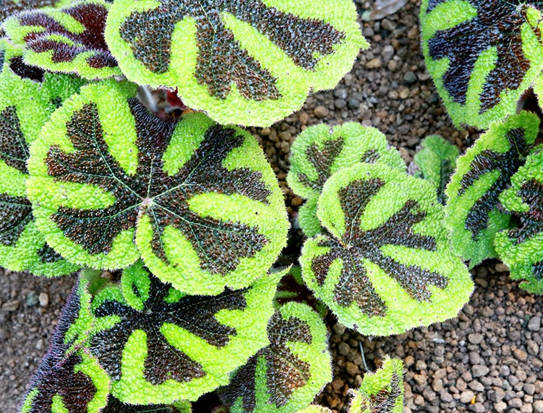 Iron Cross Begonia