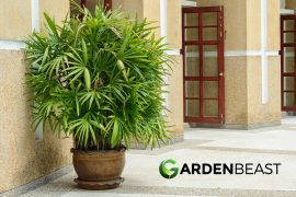 Lady Palm Guide: How to Grow & Care for “Rhapis Excelsa”