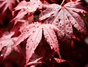 Bloodgood Japanese Maple Tree Guide: How to Care for "Acer palmatum"