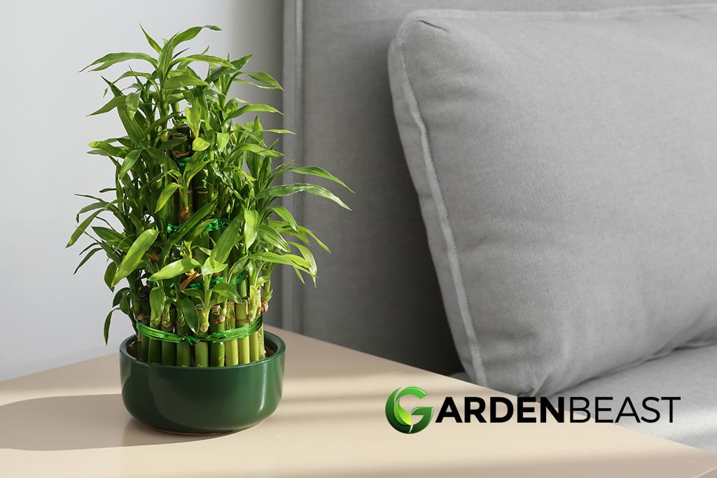 Lucky Bamboo Guide How to Grow & Care for “Dracaena Sanderiana”