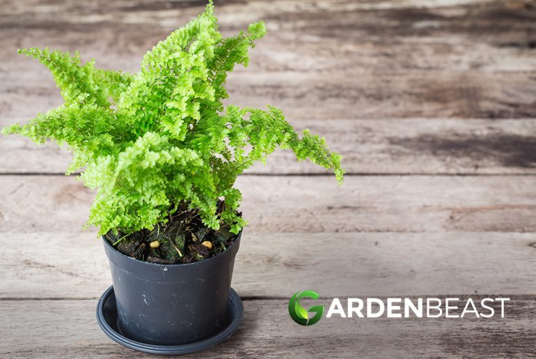 Maidenhair Fern Guide How to Grow & Care for “Adiantum CapillusVeneris”