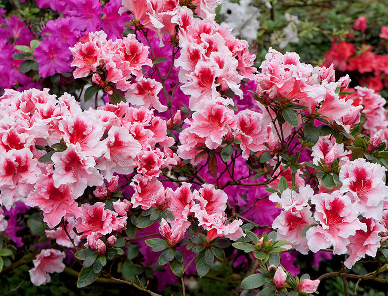 Azalea Guide How To Grow Care For This Flowering Shrub