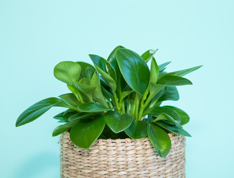 baby rubber plant stopped growing