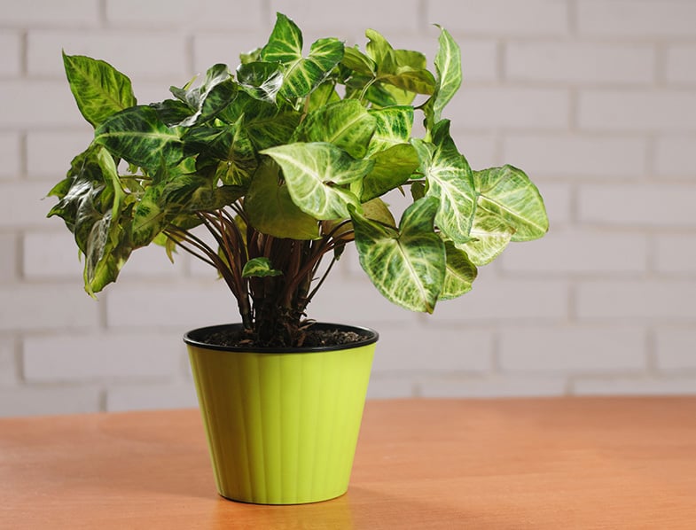 Syngonium Podophyllum makes a great indoor plant