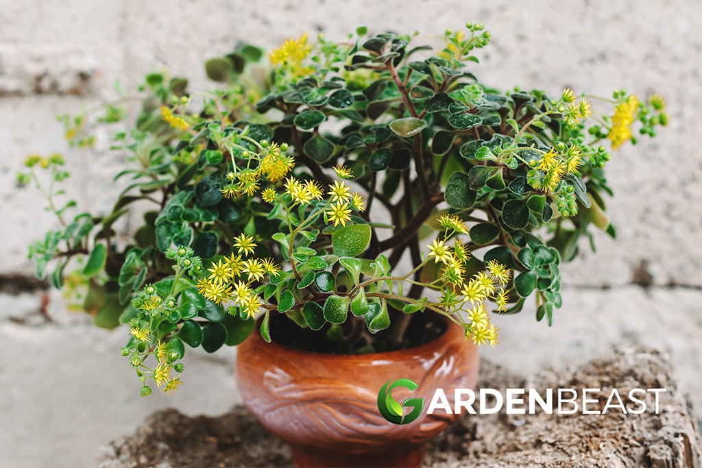 Tree of Love Guide: How to Grow & Care for “Aichryson Laxum” Tree of Love
