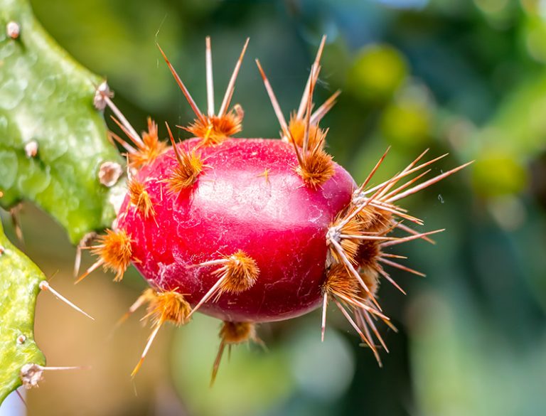 brasiliopuntia-brasiliensis-guide-how-to-care-for-brazilian-prickly-pear