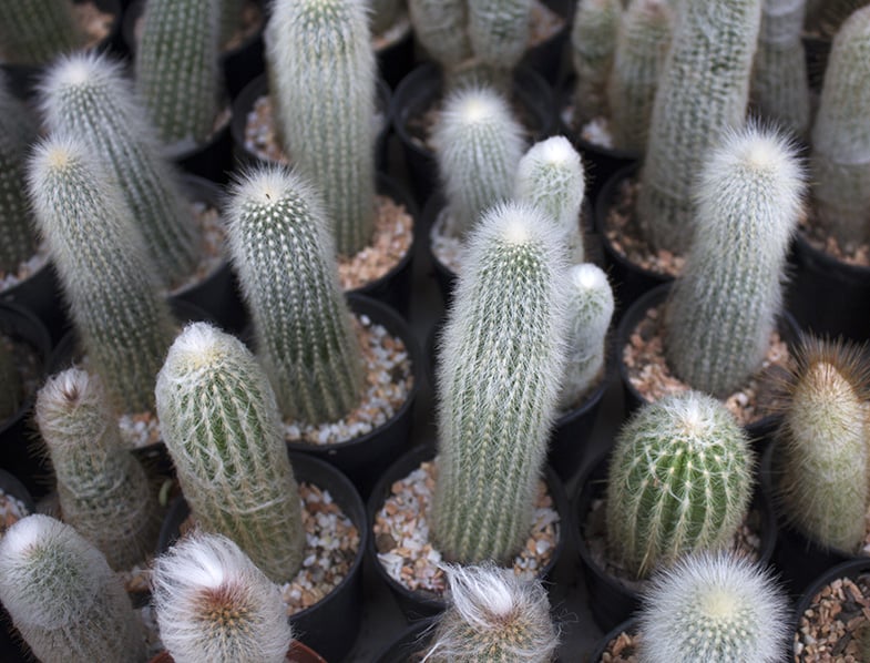 Silver Torch Cactus Guide How To Grow Care For Cleistocactus Strausii