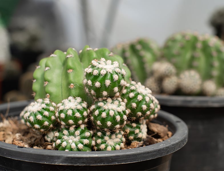 Domino Cactus Guide: How to Grow & Care for “Echinopsis Subdenudata”