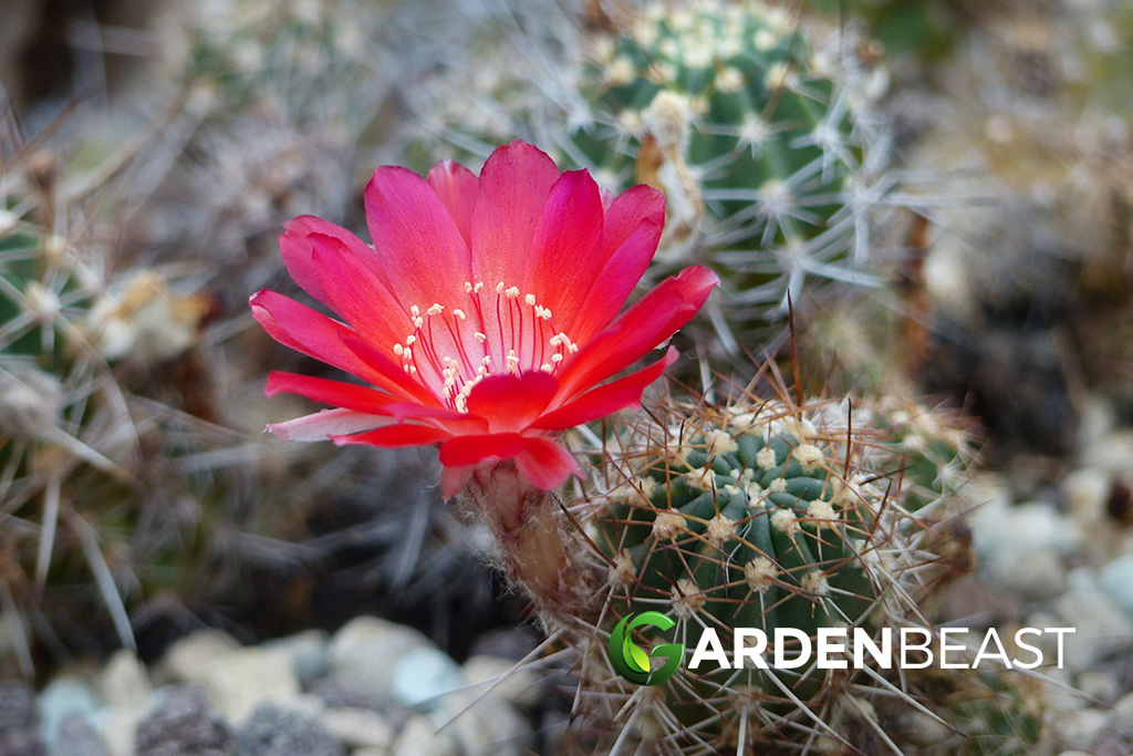 Echinopsis Backebergii Guide: How to Grow & Care for “Carmine Cob” Echinopsis Backebergii