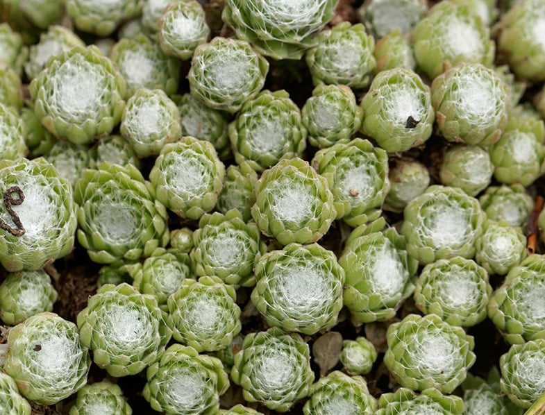 Sempervivum Arachnoideum Guide: How to Care for “Cobweb Houseleek”