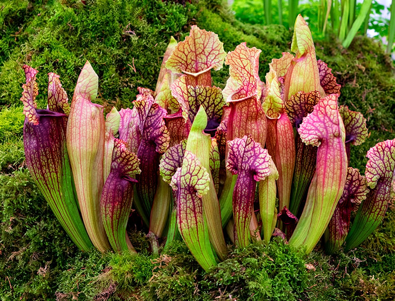 Free Shipping And Free Returns Carnivorous Purple Pitcher Plant