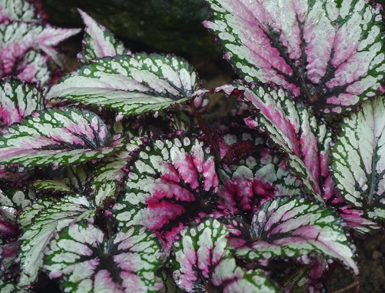 Rex Begonia Leaves