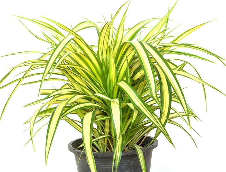 screw-pine-guide-how-to-grow-care-for-pandanus-veitchii