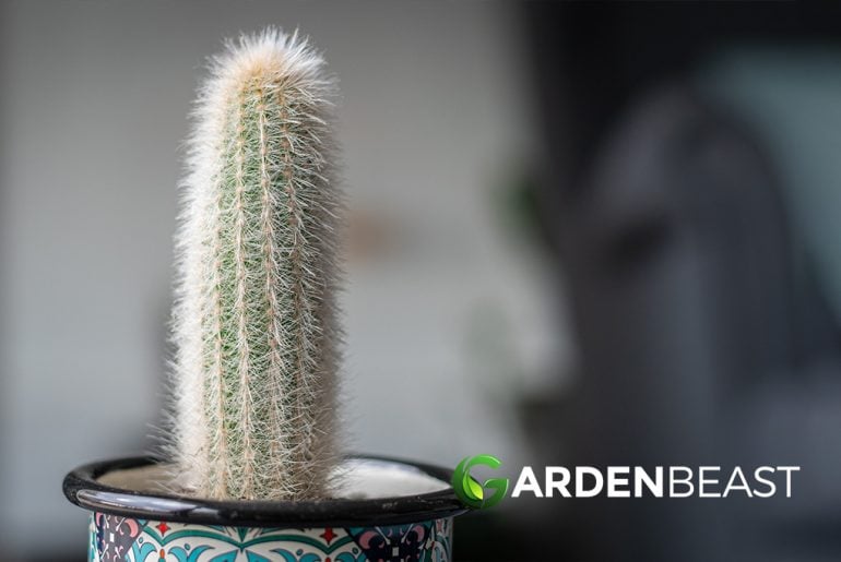 Mature Silver Torch Cactus with vivid tubular flowers