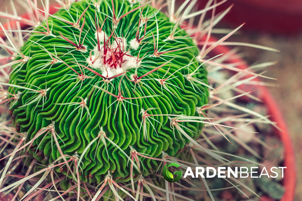 Stenocactus multicostatus