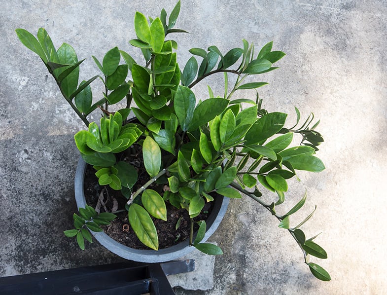 Zamioculcas toxic 2024 to dogs