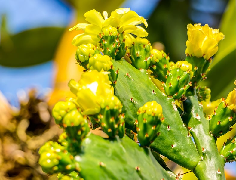 Бразилиопунция. Кактус Бразилиопунция. Brasiliopuntia Brasiliensis. Плоский Кактус Бразилиопунция.