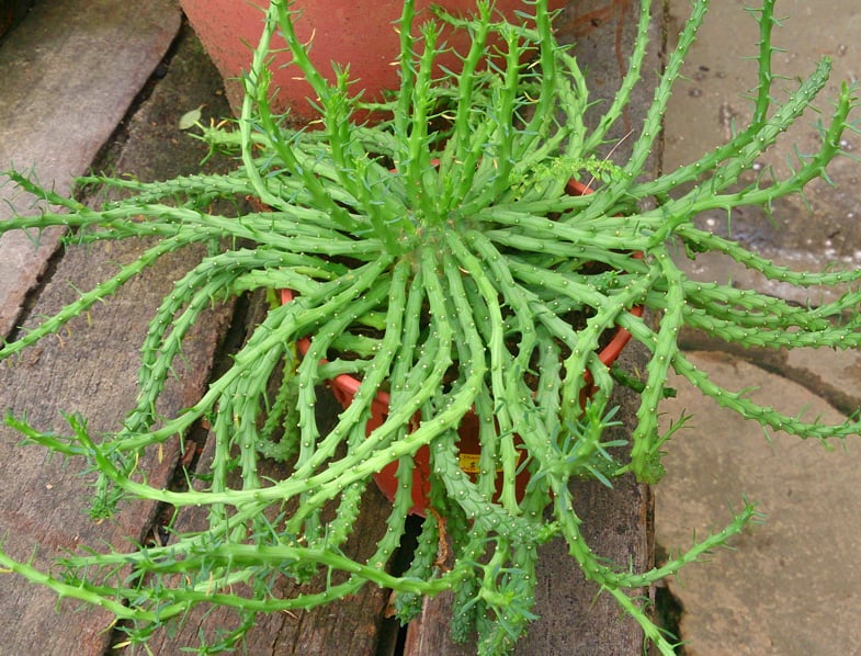 Euphorbia graniticola rooted cutting medusa plant euphorbia 