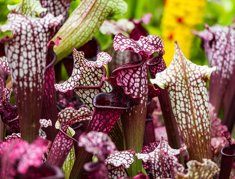 sarracenia purpurea close up