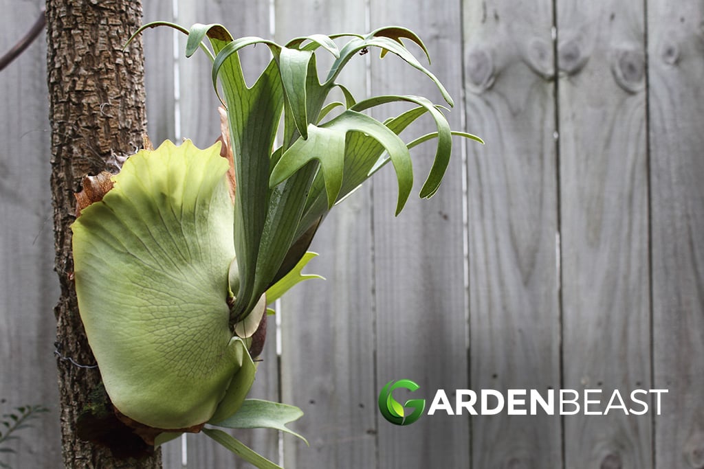 Staghorn Fern Guide: How to Grow & Care for “Platycerium bifurcatum” Staghorn Fern