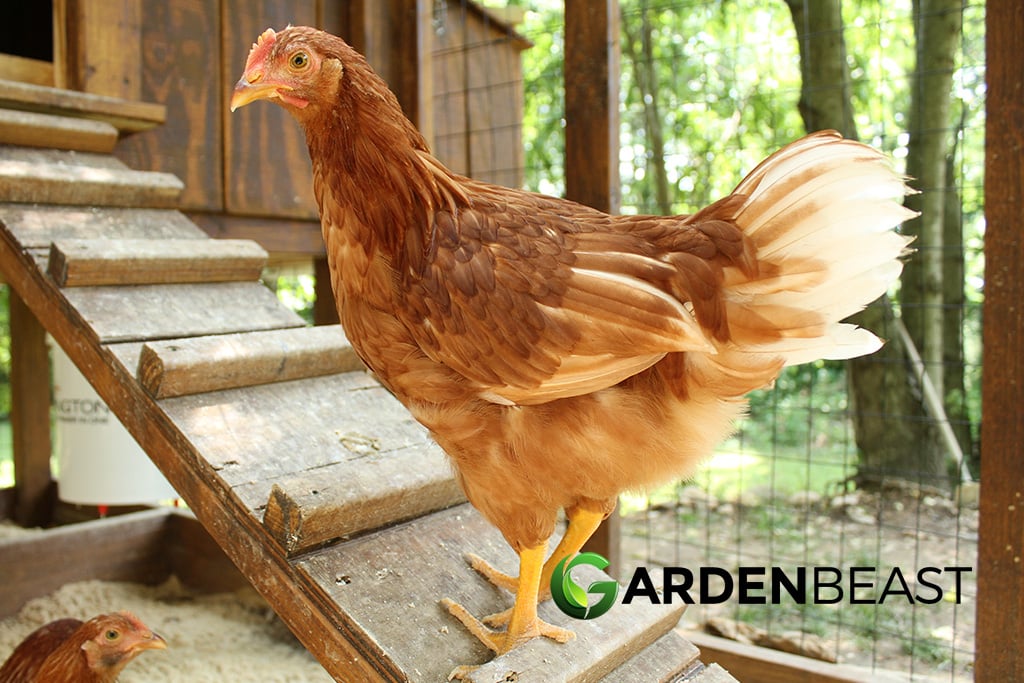 Best Automatic Chicken Coop Door