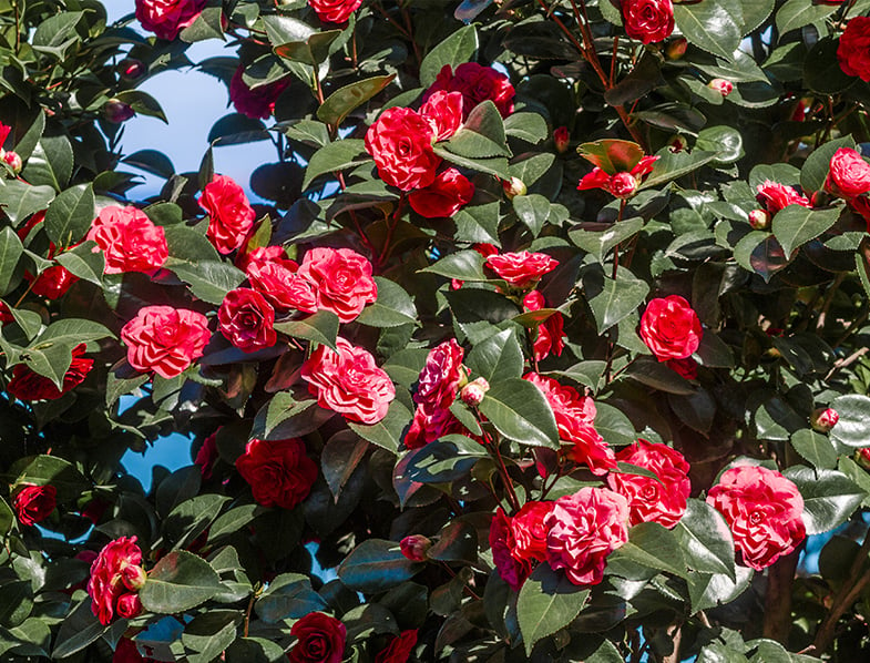 Camellia Japonica Shurb 