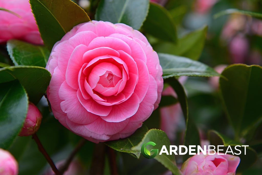 Camellia Japonica 