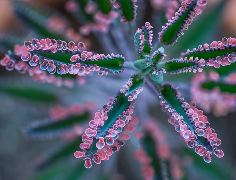 Kalanchoe Delagoensis Guide How to Grow & Care for "Chandelier Plant"