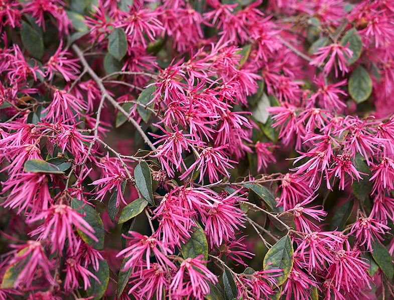 Chinese Fringe Flower Guide How to Care for “Loropetalum