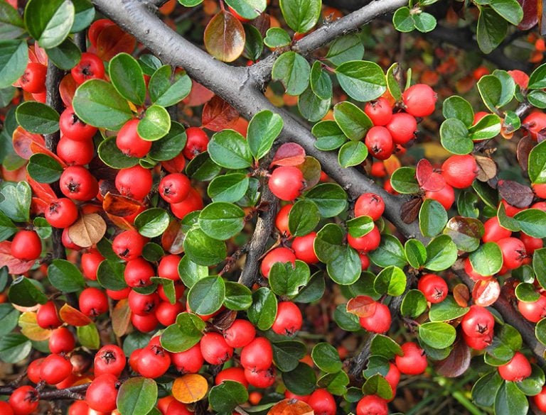 Cotoneaster Guide: How to Grow & Care for These Evergreen Shrubs