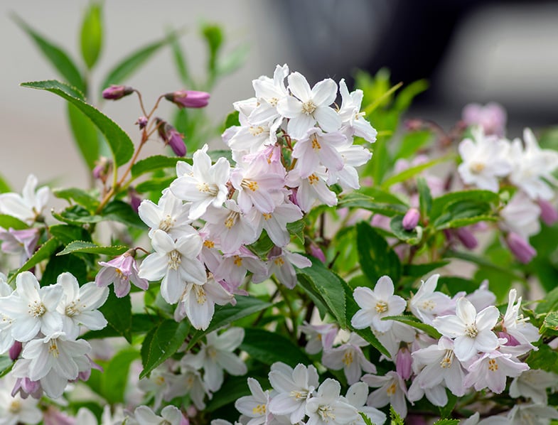 Deutzia Plants Guide: How to Grow & Care for Deutzia Shrubs