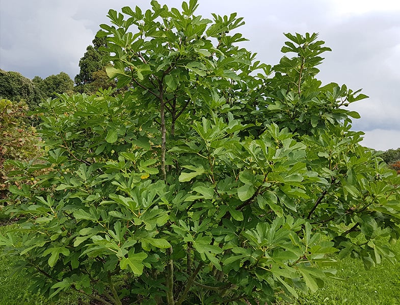 Good Eats: How to Grow Healthy Fig Trees