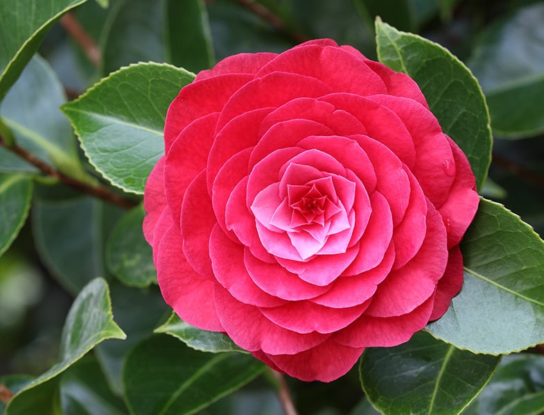 Camellia Japonica Guide: How to Grow & Care for “Japanese Camellia”