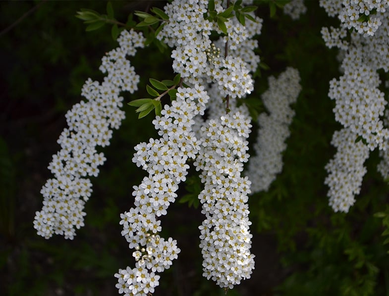 Bridal Wreath Shrub Guide How To Grow Care For Spiraea Arguta