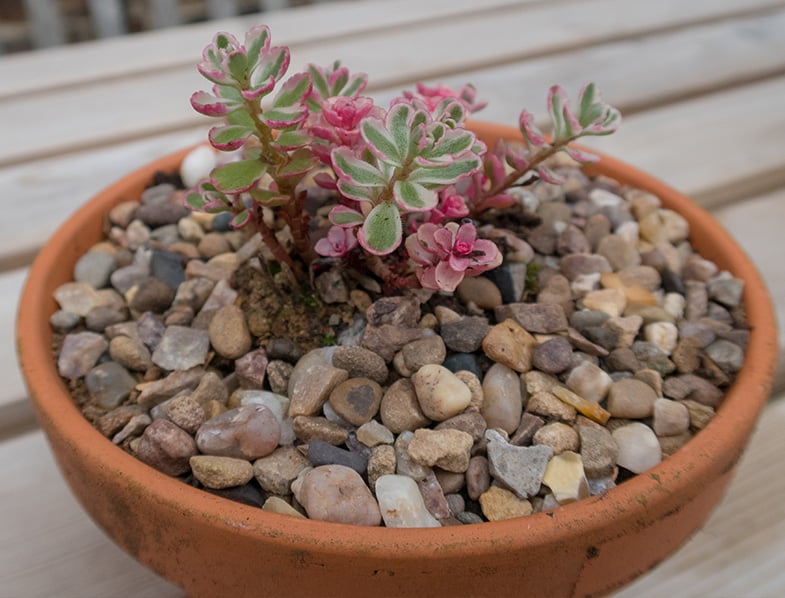 Sedum Spurium Guide How To Grow Care For Red Carpet Succulents