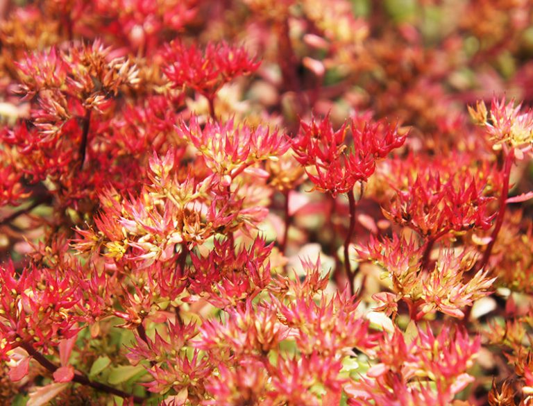 Sedum Spurium Guide How to Grow & Care for “Red Carpet” Succulents