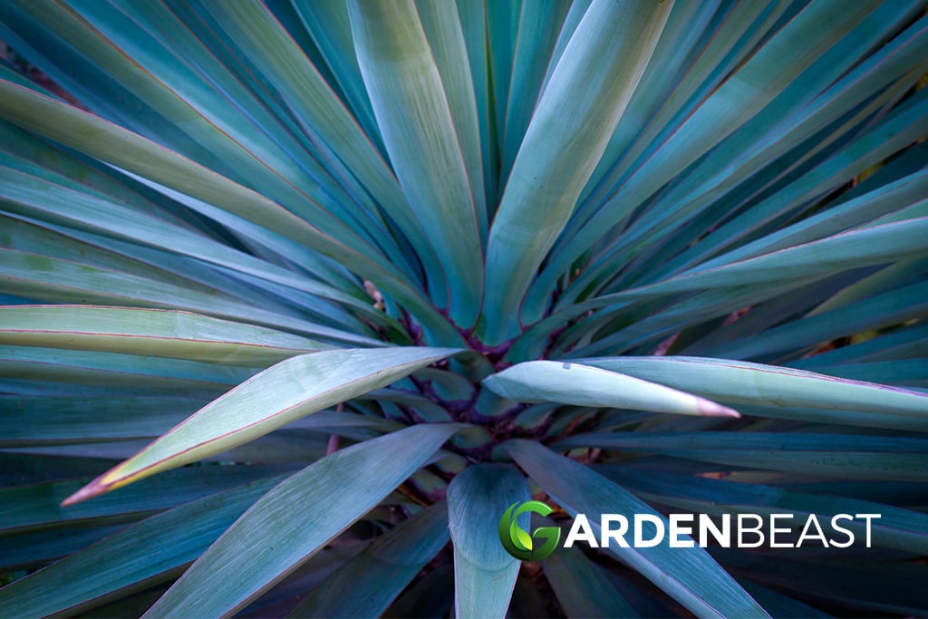 Blue Agave