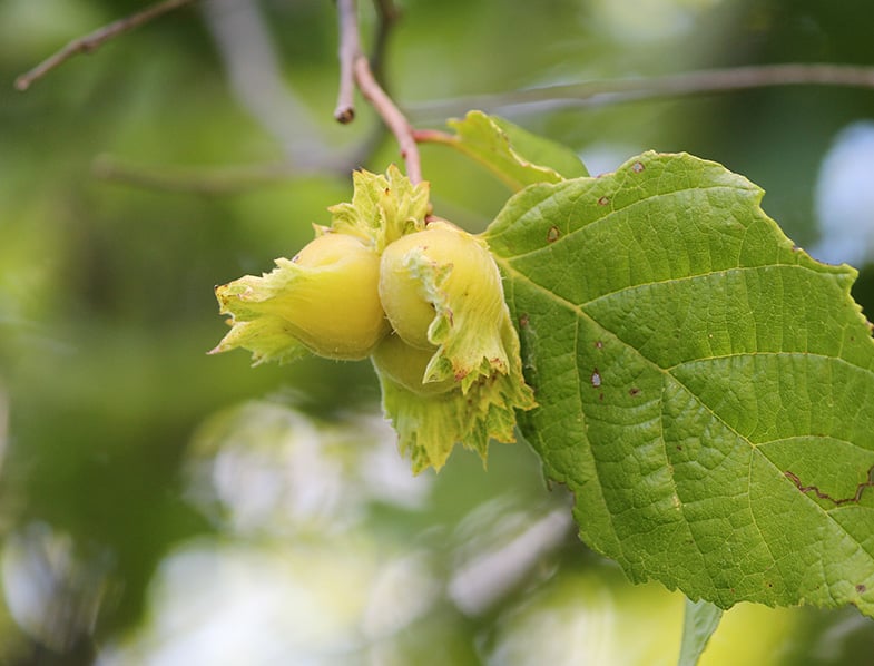 American Hazelnut Guide: How to Grow & Care for “Corylus Americana”