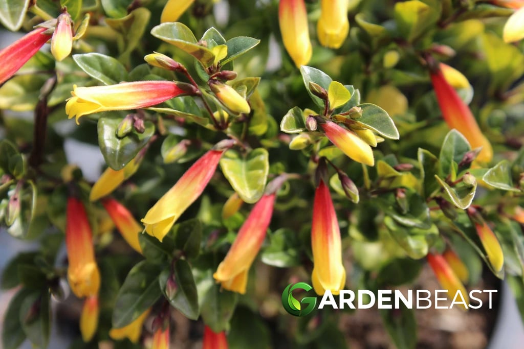 Justicia Rizzinii Guide: How to Grow & Care for “Brazilian Fuchsia” Justicia Rizzinii